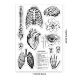 Craspire Human Body, Spine, Brain, Heart, Lungs Stamp Clear Silicone Stamp Seal for Card Making Decoration and DIY Scrapbooking